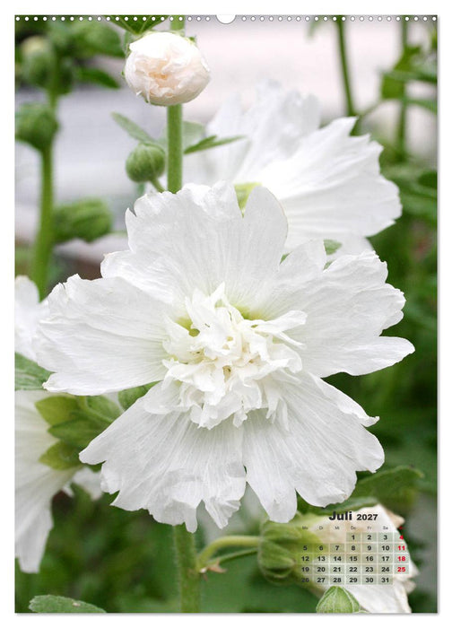 Malvenblüte (CALVENDO Premium Wandkalender 2027)