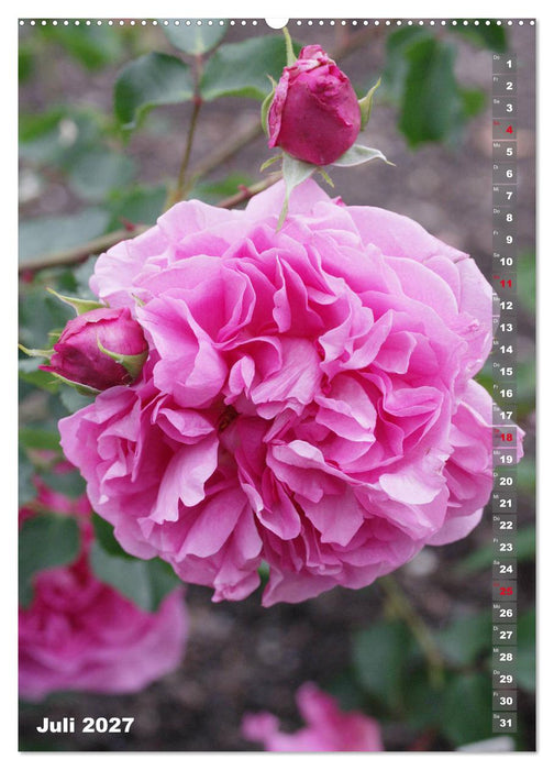 Schönste Rosen (CALVENDO Premium Wandkalender 2027)