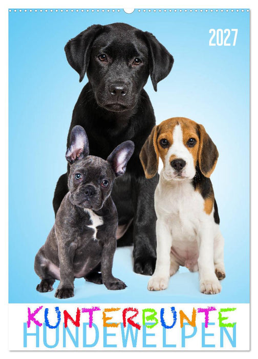 Kunterbunte Hundewelpen (CALVENDO Wandkalender 2027)