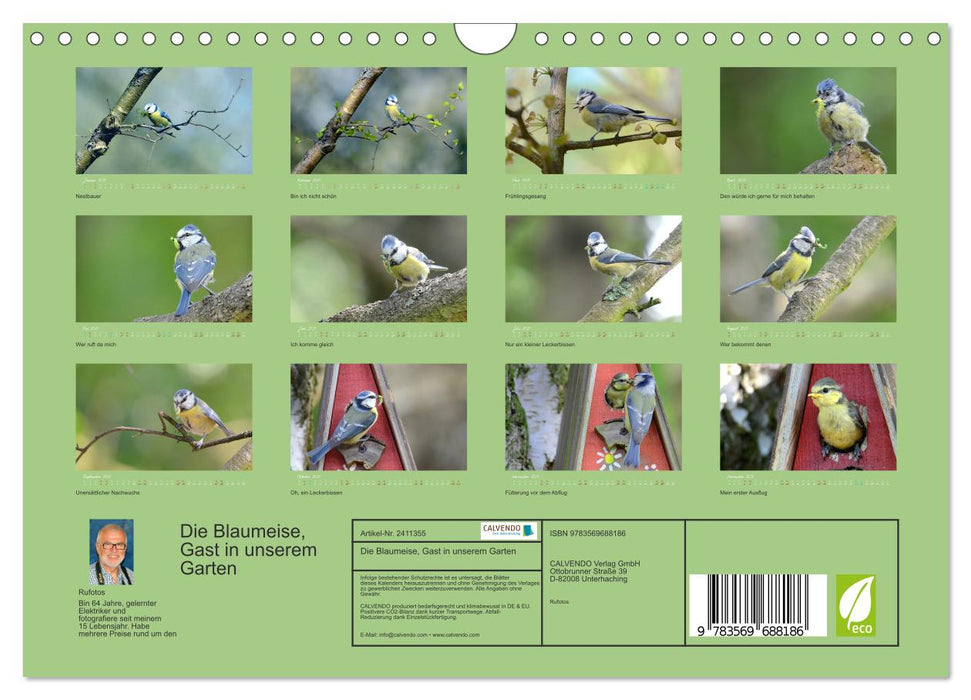 Die Blaumeise, Gast in unserem Garten (CALVENDO Wandkalender 2027)