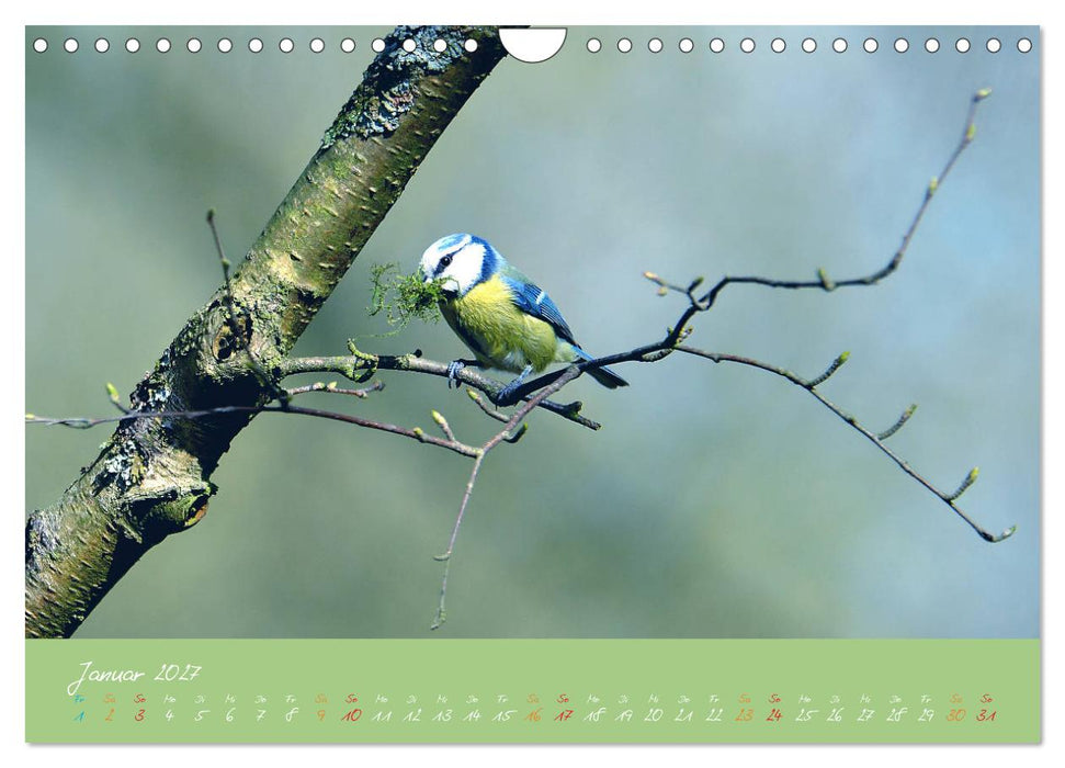 Die Blaumeise, Gast in unserem Garten (CALVENDO Wandkalender 2027)