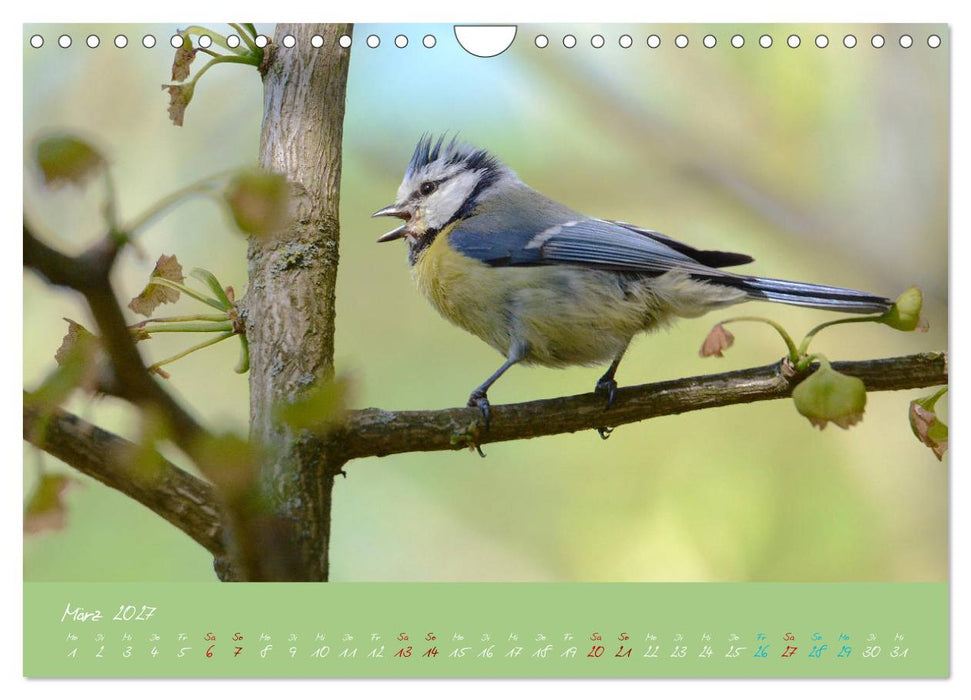 Die Blaumeise, Gast in unserem Garten (CALVENDO Wandkalender 2027)