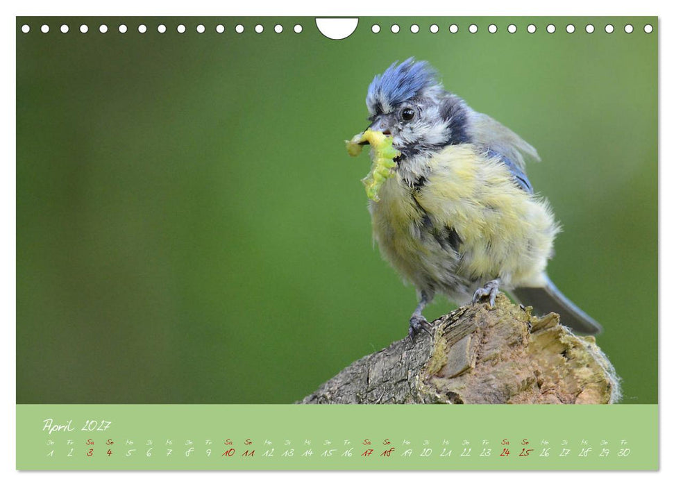 Die Blaumeise, Gast in unserem Garten (CALVENDO Wandkalender 2027)