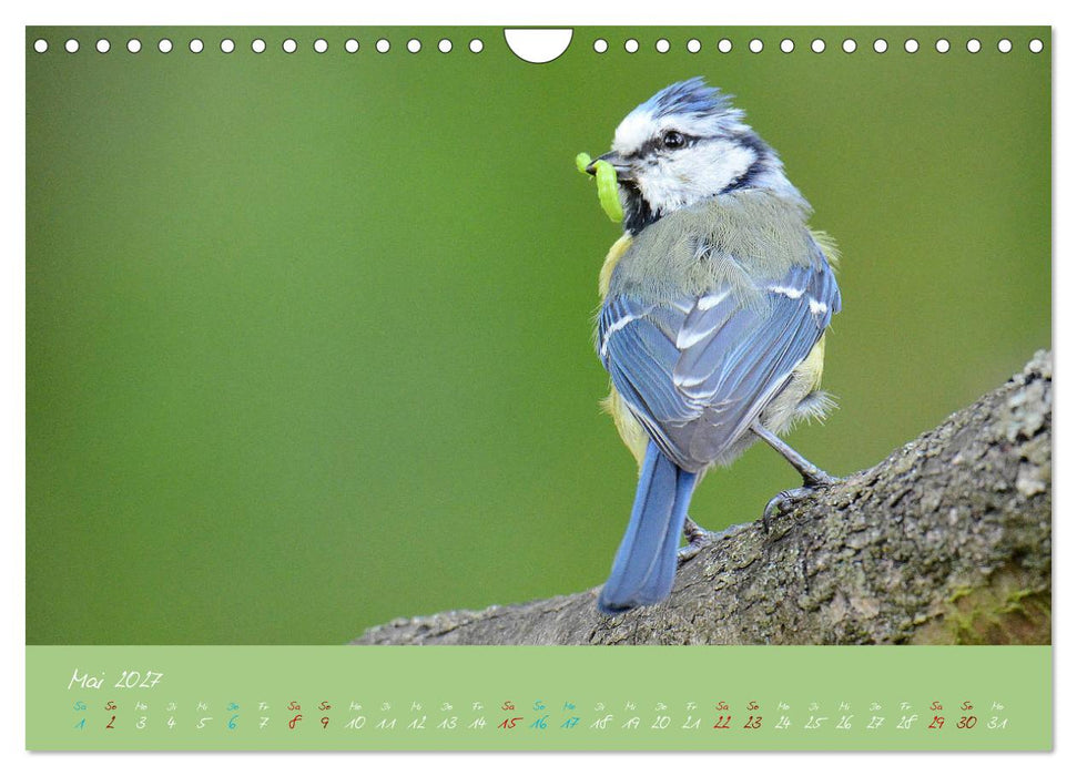 Die Blaumeise, Gast in unserem Garten (CALVENDO Wandkalender 2027)