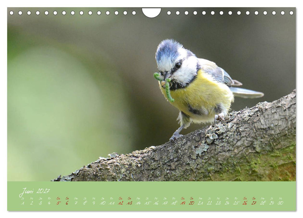 Die Blaumeise, Gast in unserem Garten (CALVENDO Wandkalender 2027)