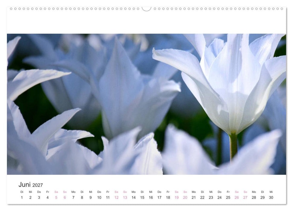 Zauberhafte Tulpen (CALVENDO Premium Wandkalender 2027)