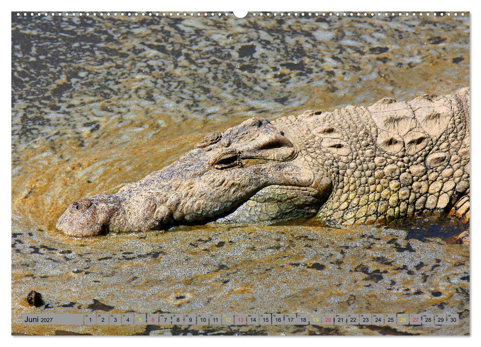 Krokodile in der Wildnis (CALVENDO Wandkalender 2027)