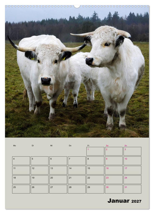 Kuhportraits Hornkühe (CALVENDO Wandkalender 2027)