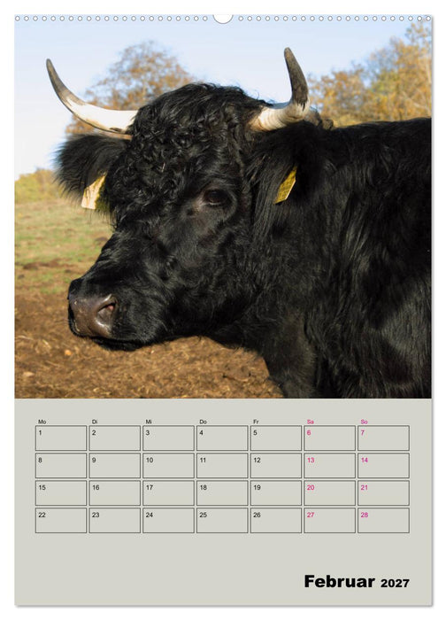 Kuhportraits Hornkühe (CALVENDO Wandkalender 2027)