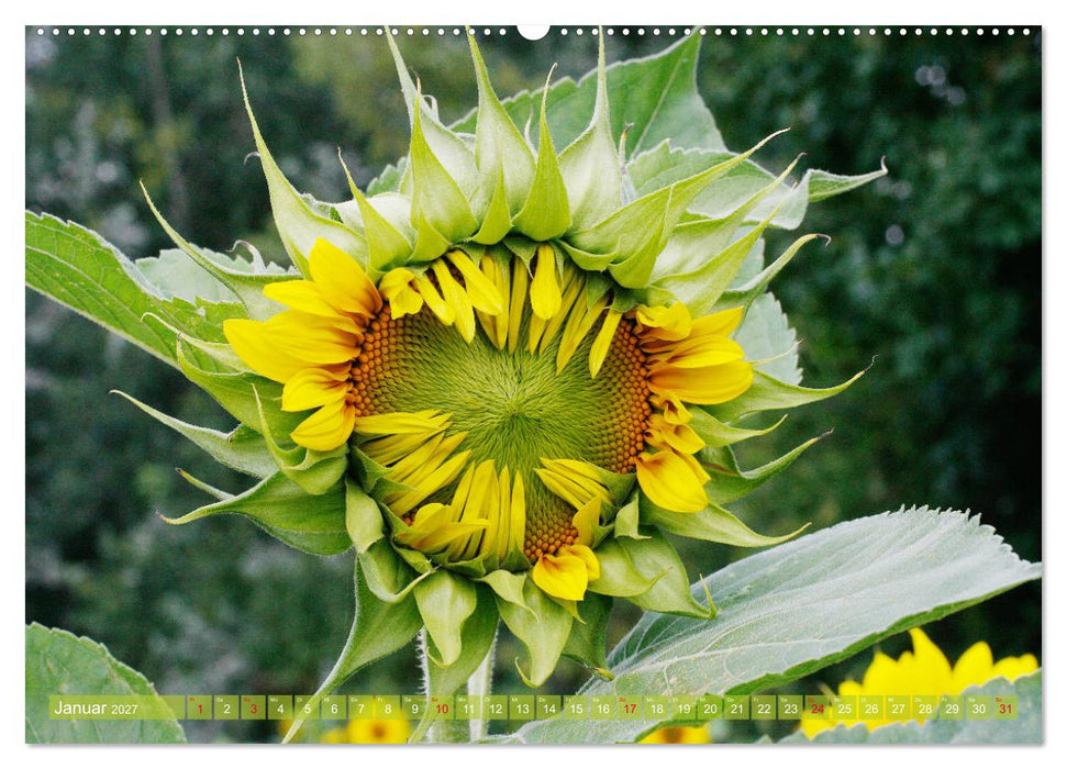 Sonnenblumenwelt (CALVENDO Premium Wandkalender 2027)