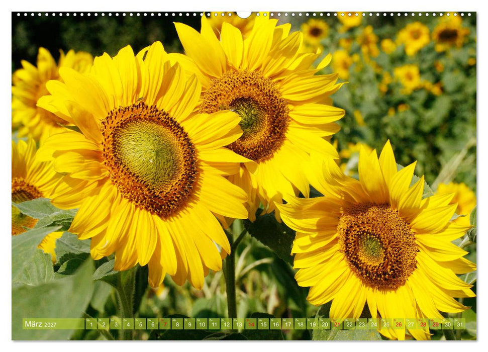 Sonnenblumenwelt (CALVENDO Premium Wandkalender 2027)