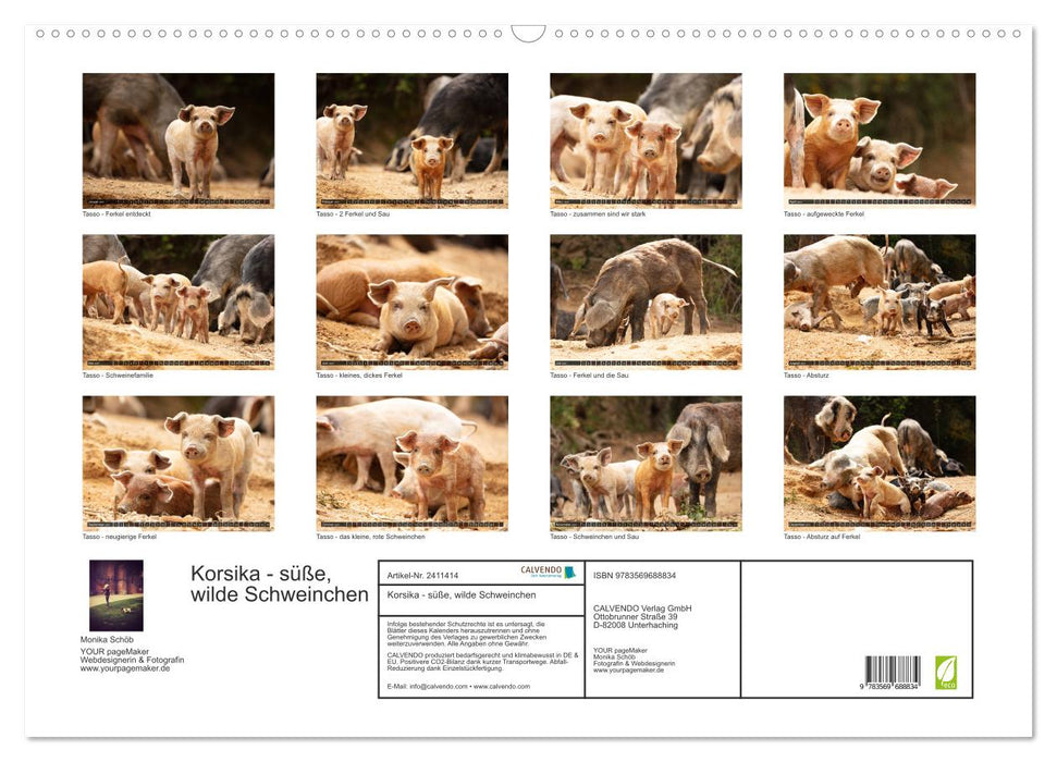 Korsika - süße, wilde Schweinchen (CALVENDO Wandkalender 2027)