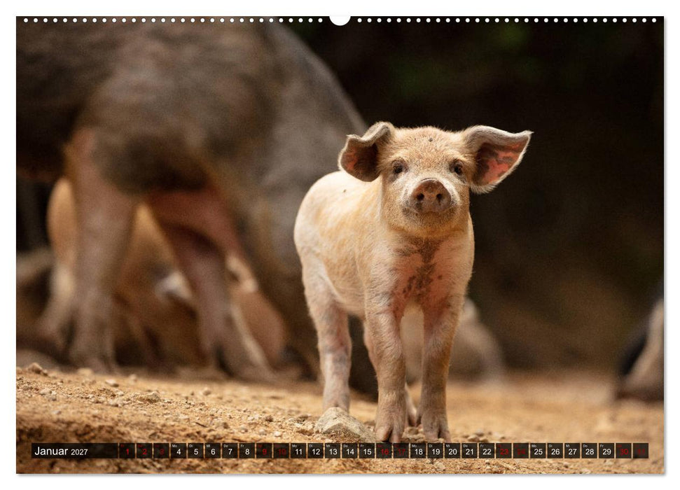 Korsika - süße, wilde Schweinchen (CALVENDO Wandkalender 2027)