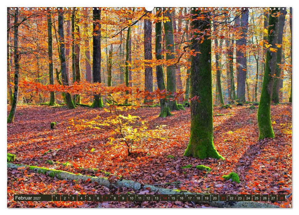 Der Altschlossfelsen - Größte Felsformation der Pfalz im herbstlichen Farbspiel (CALVENDO Premium Wandkalender 2027)