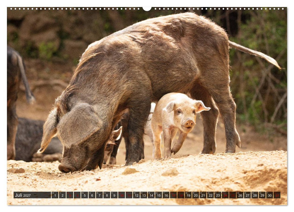 Korsika - süße, wilde Schweinchen (CALVENDO Premium Wandkalender 2027)