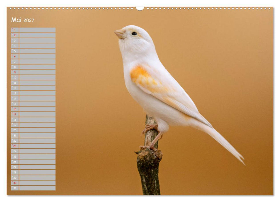Kanarienvögel - Bunte Welt (CALVENDO Premium Wandkalender 2027)