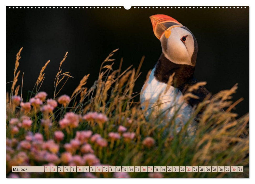 Papageitaucher - Puffins (CALVENDO Premium Wandkalender 2027)