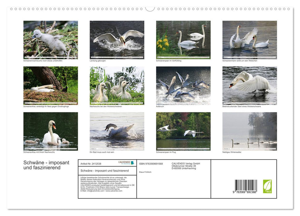 Schwäne - imposant und faszinierend (CALVENDO Premium Wandkalender 2027)