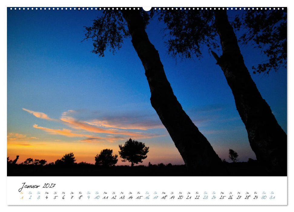 In der Welt der Bäume (CALVENDO Wandkalender 2027)