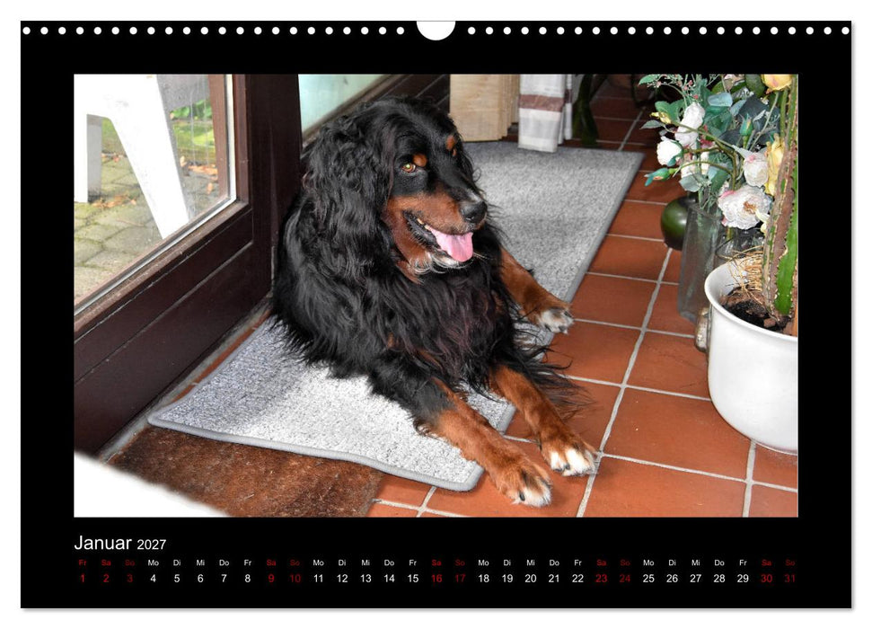 Der Hovawart... Dein Freund fürs Leben! (CALVENDO Wandkalender 2027)