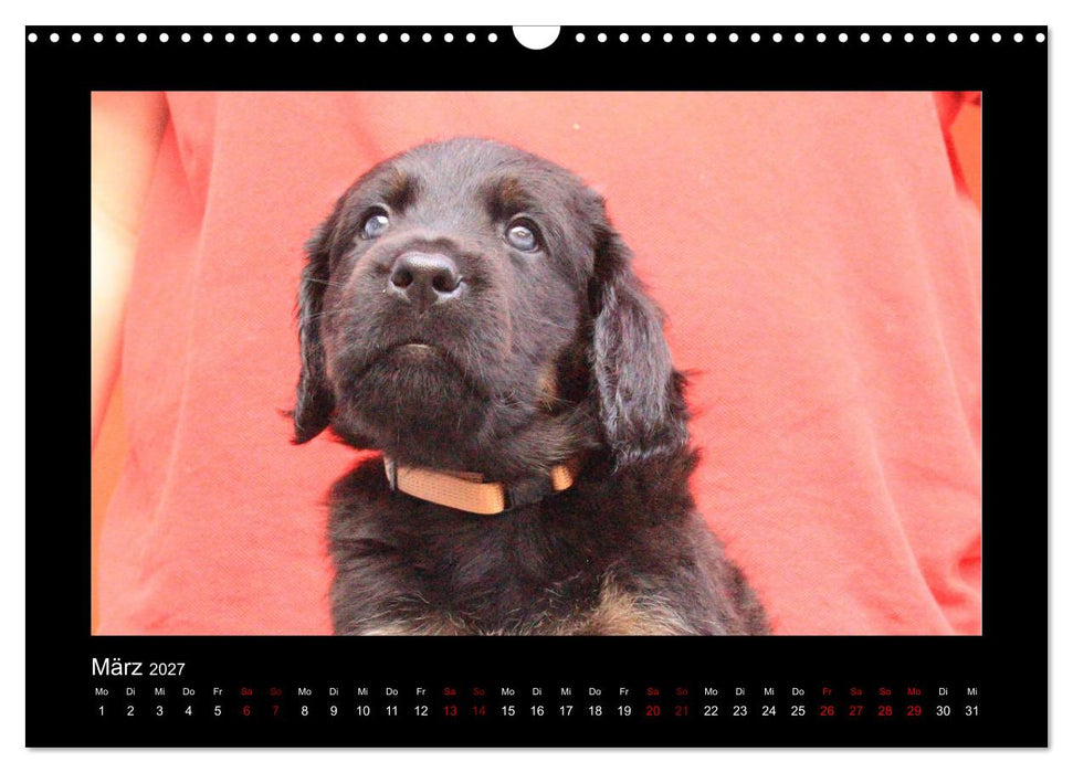 Der Hovawart... Dein Freund fürs Leben! (CALVENDO Wandkalender 2027)