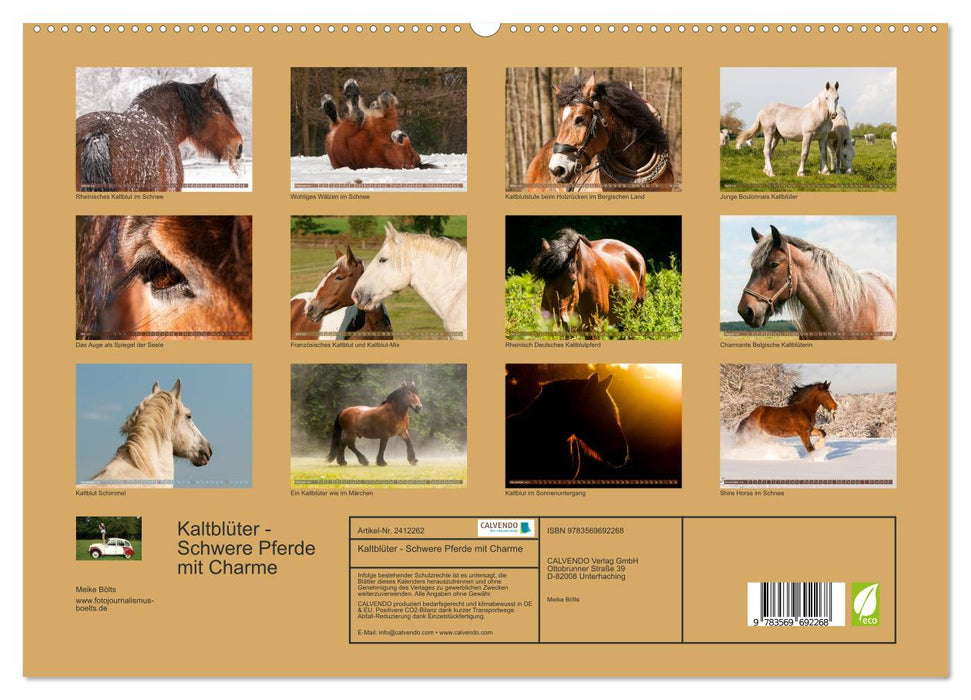 Kaltblüter - Schwere Pferde mit Charme (CALVENDO Premium Wandkalender 2027)