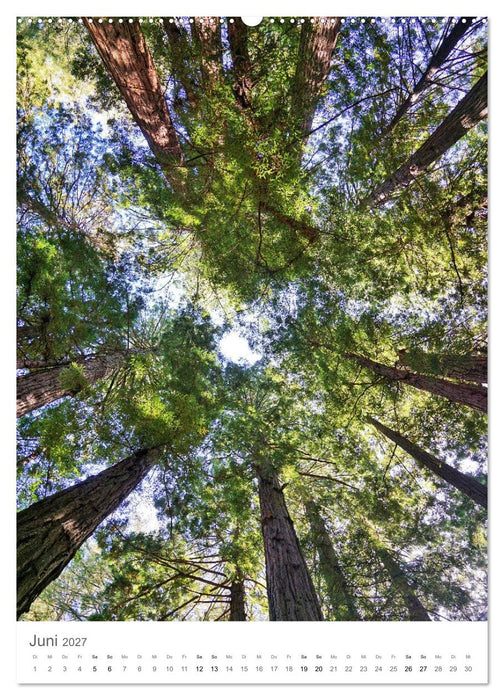 Wald - bezaubernde Landschaften (CALVENDO Wandkalender 2027)