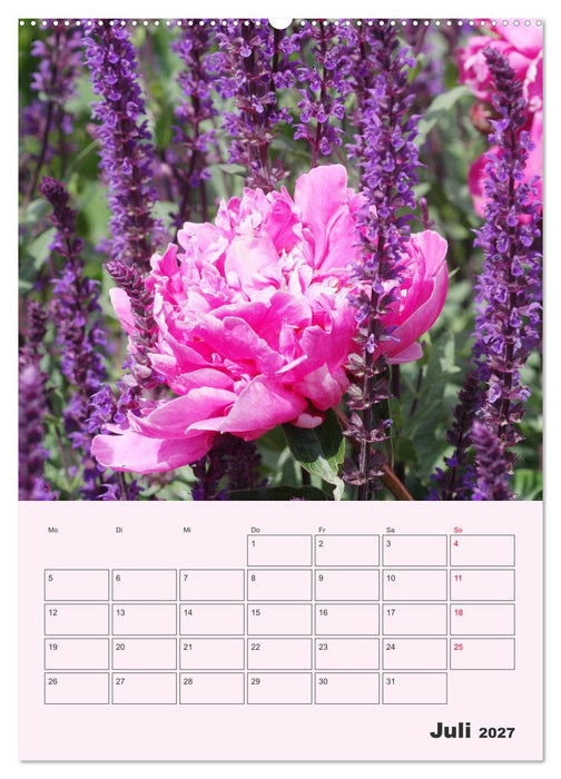 Pfingstrosen Rosen ohne Dornen (CALVENDO Premium Wandkalender 2027)