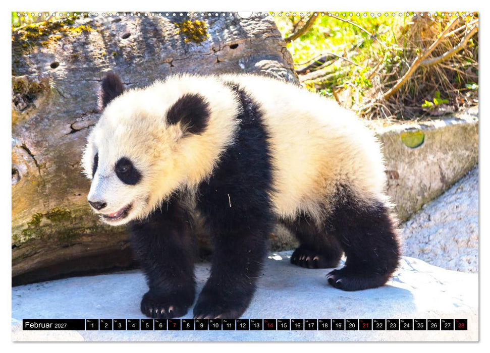 Pandabär Babys (CALVENDO Wandkalender 2027)