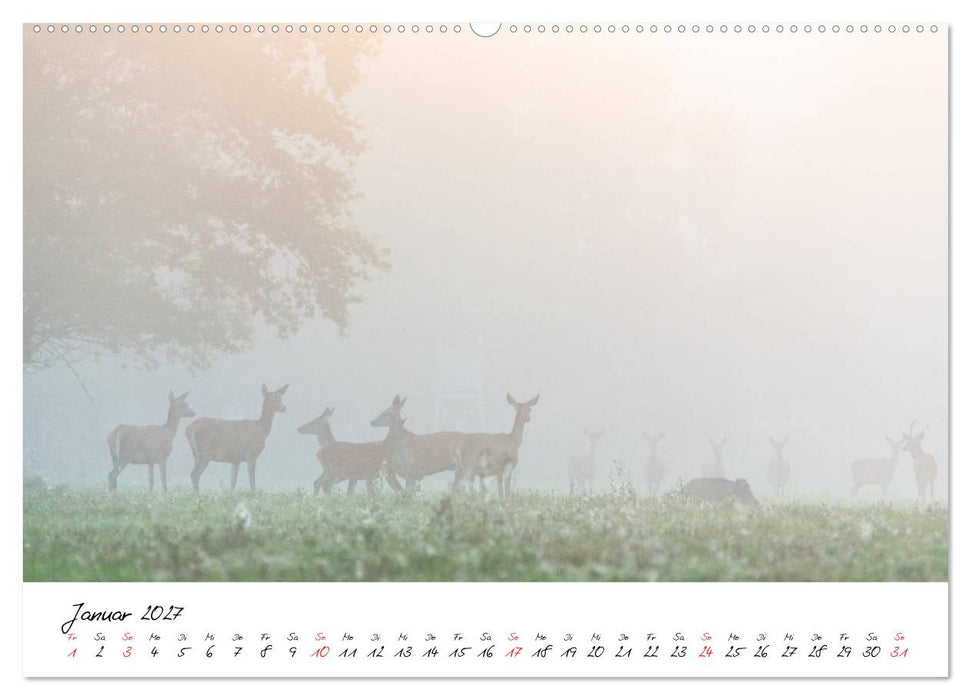 Rotwild - im Naturparadies der Mecklenburgischen Seenplatte (CALVENDO Wandkalender 2027)