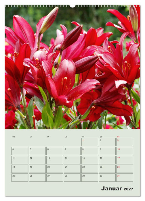 Lilien im Garten (CALVENDO Premium Wandkalender 2027)