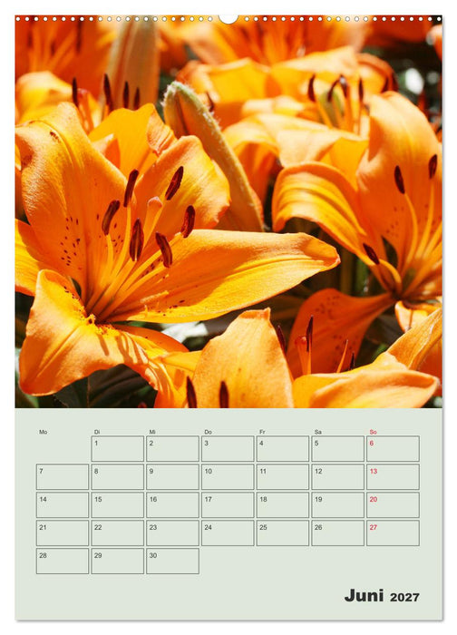 Lilien im Garten (CALVENDO Premium Wandkalender 2027)