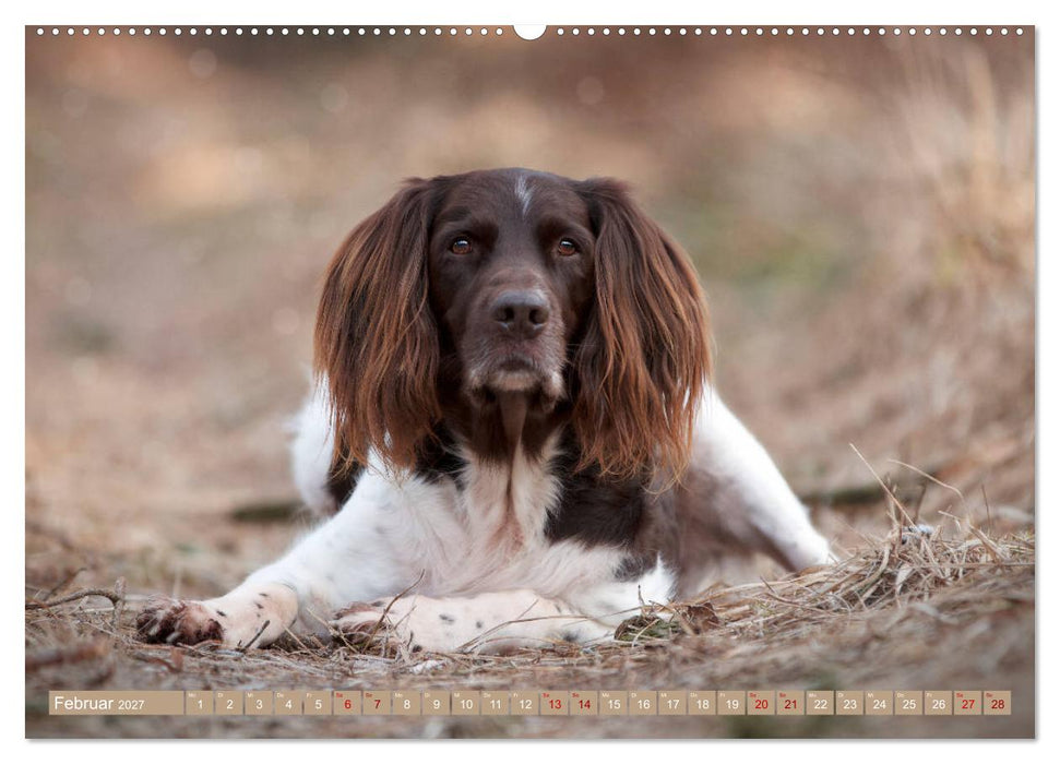 Passion Jagdhund - Kleiner Münsterländer (CALVENDO Wandkalender 2027)