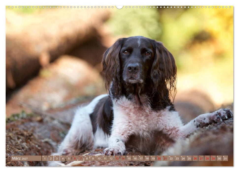Passion Jagdhund - Kleiner Münsterländer (CALVENDO Wandkalender 2027)