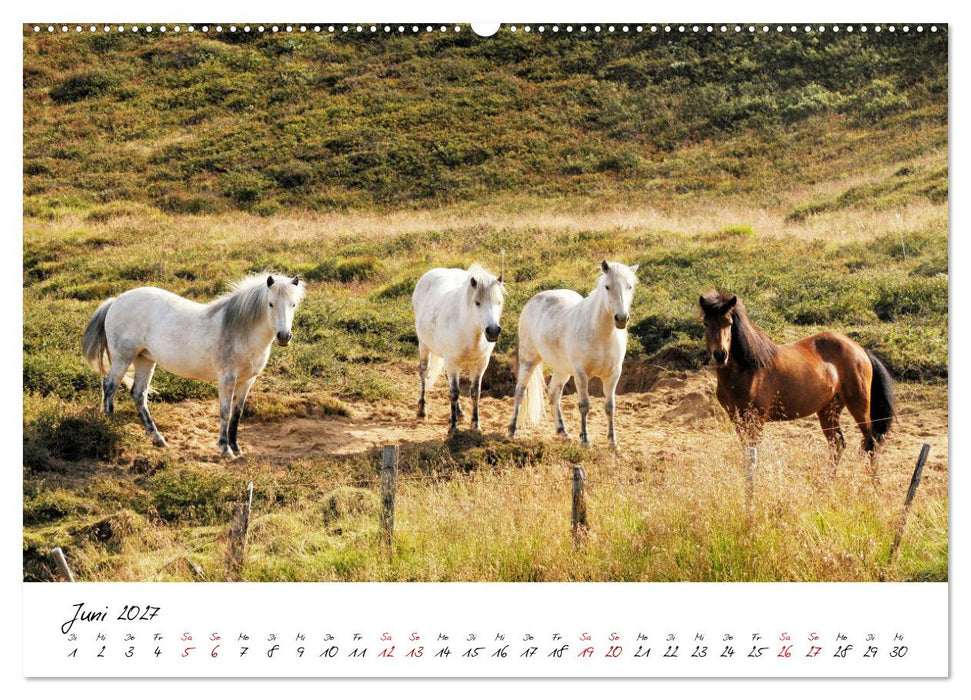 Islandpferde take it Isi (CALVENDO Wandkalender 2027)