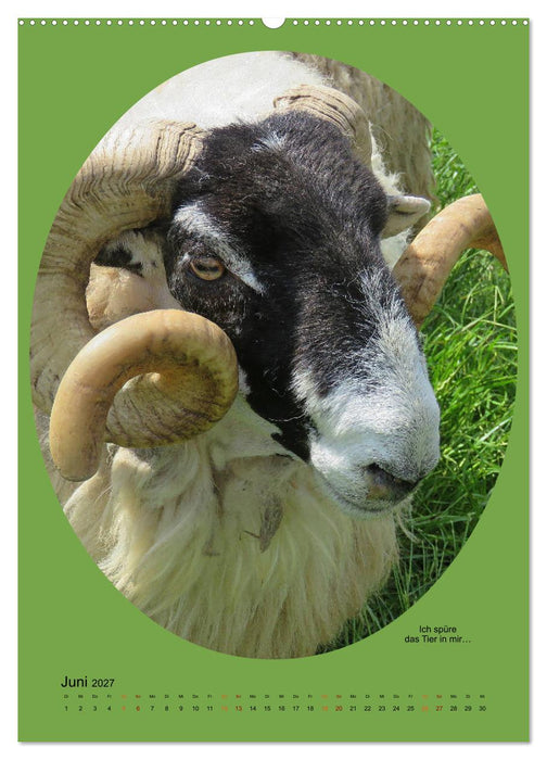 Scharfe Portraits (CALVENDO Premium Wandkalender 2027)