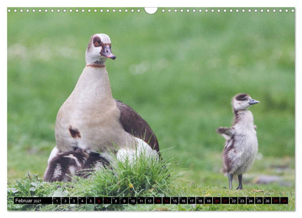 Nordhessens Tierkinder (CALVENDO Wandkalender 2027)