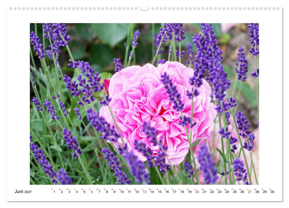 Rosenglück (CALVENDO Premium Wandkalender 2027)