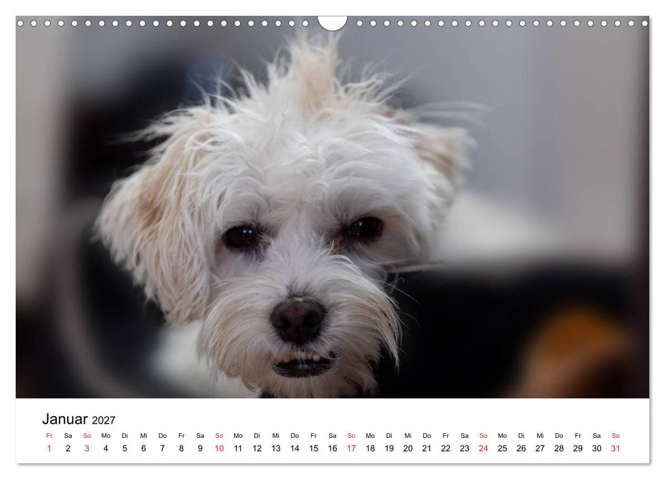 Moritz, der freche Malteser (CALVENDO Wandkalender 2027)