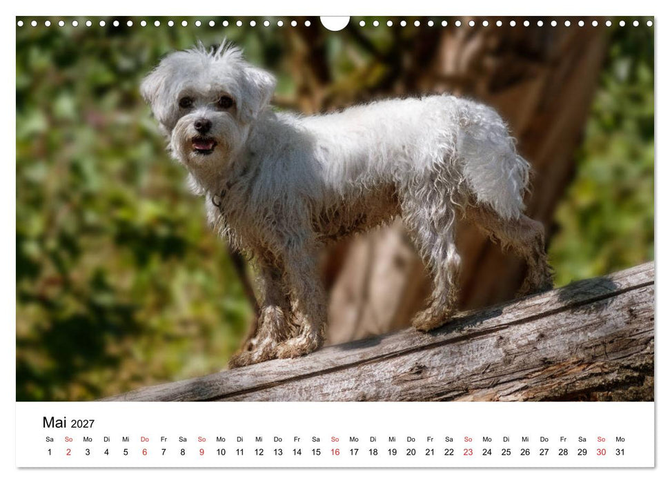 Moritz, der freche Malteser (CALVENDO Wandkalender 2027)