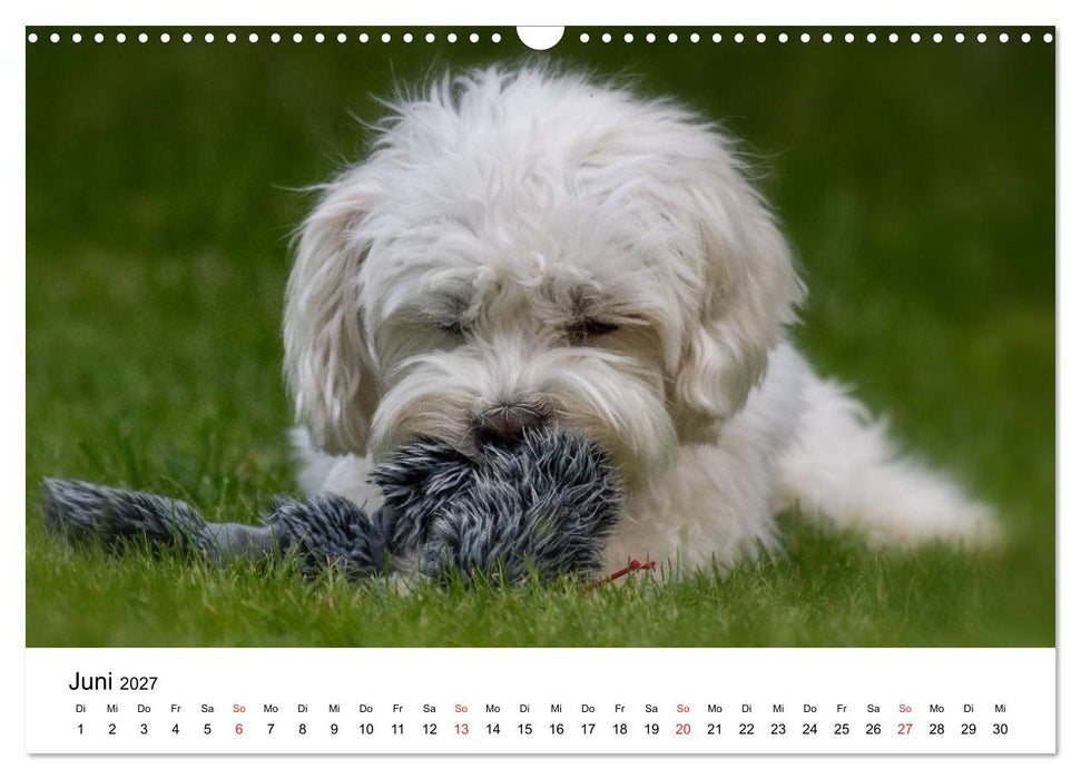Moritz, der freche Malteser (CALVENDO Wandkalender 2027)