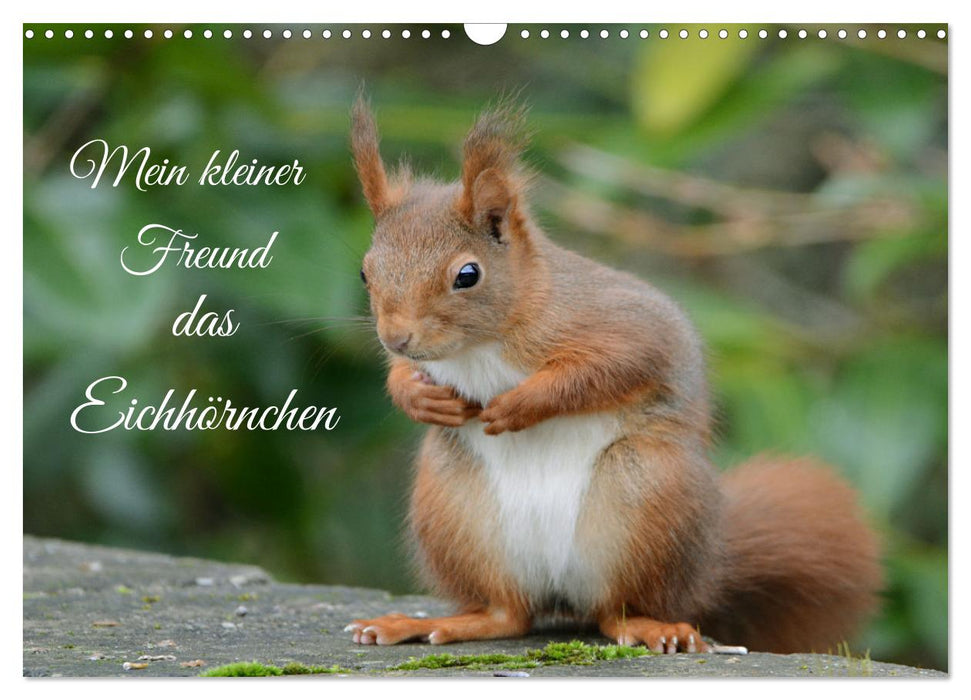 Mein kleiner Freund das Eichhörnchen (CALVENDO Wandkalender 2027)