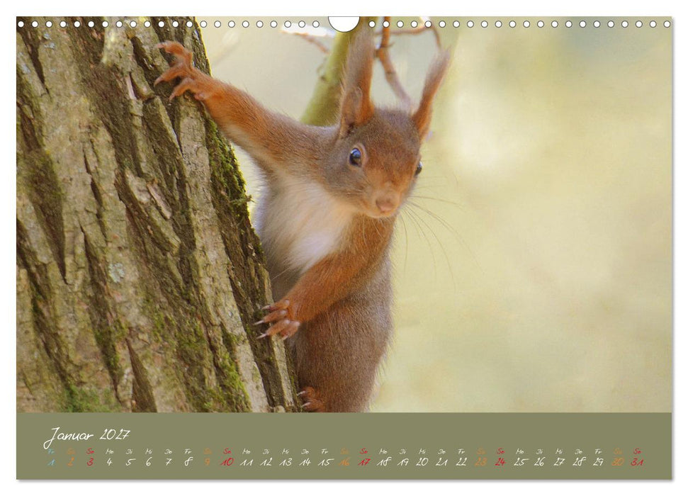Mein kleiner Freund das Eichhörnchen (CALVENDO Wandkalender 2027)