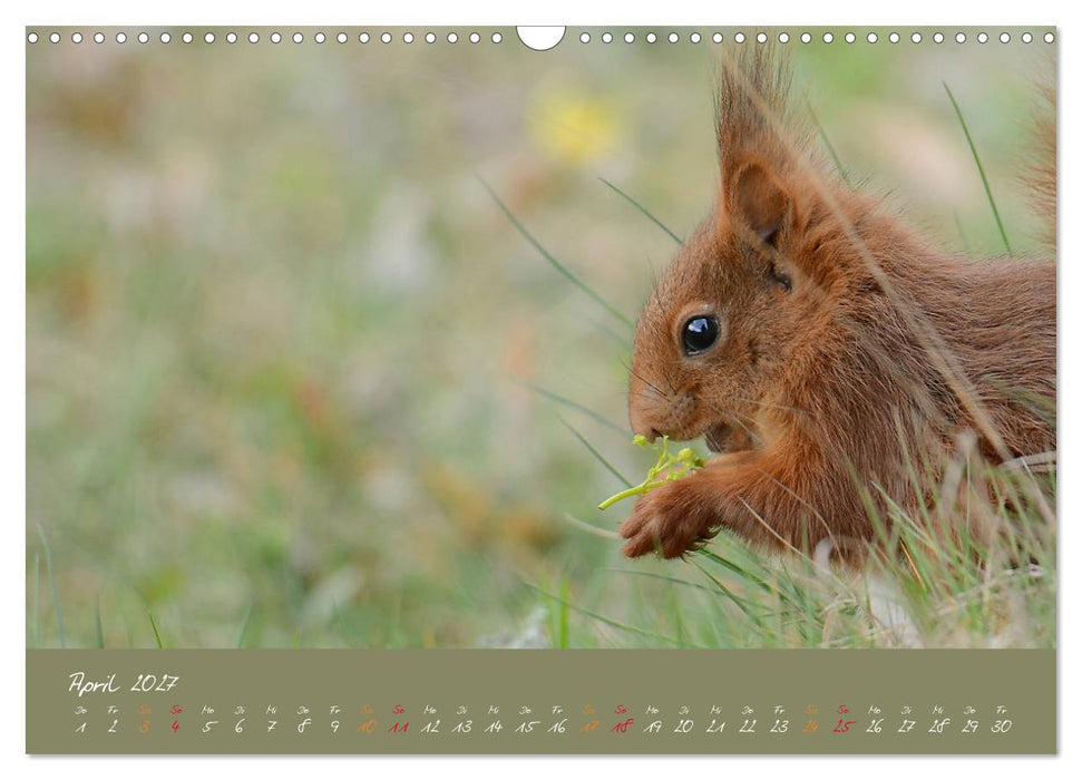Mein kleiner Freund das Eichhörnchen (CALVENDO Wandkalender 2027)