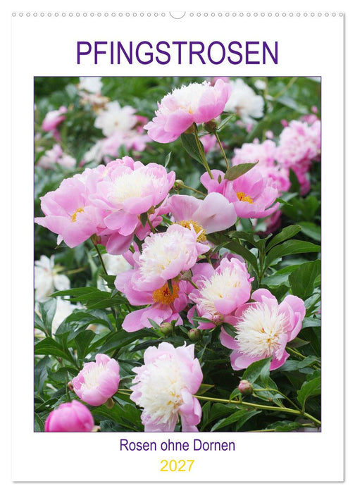 Pfingstrosen Rosen ohne Dornen (CALVENDO Wandkalender 2027)