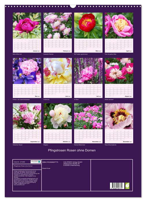 Pfingstrosen Rosen ohne Dornen (CALVENDO Wandkalender 2027)