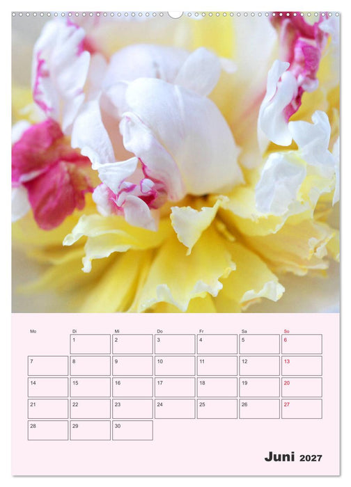 Pfingstrosen Rosen ohne Dornen (CALVENDO Wandkalender 2027)