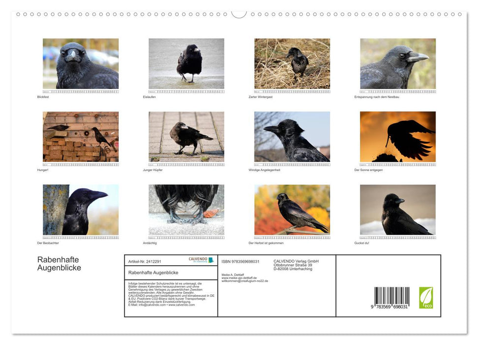 Rabenhafte Augenblicke (CALVENDO Premium Wandkalender 2027)