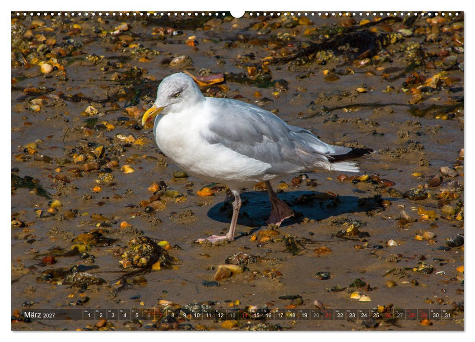 Amrum Insel am Wattenmeer (CALVENDO Wandkalender 2027)