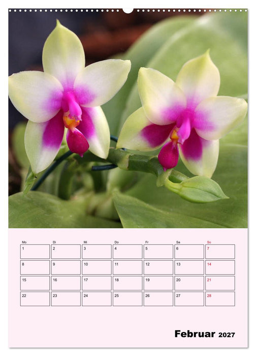 Orchideenliebe (CALVENDO Premium Wandkalender 2027)